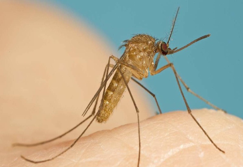 Muỗi là vector lây nhiễm viêm màng não Nhật Bản?
